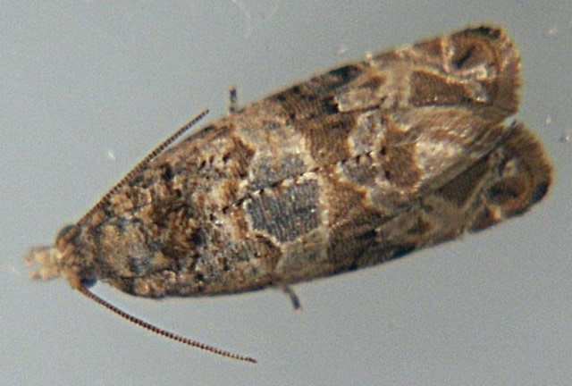 European grapevine moth
