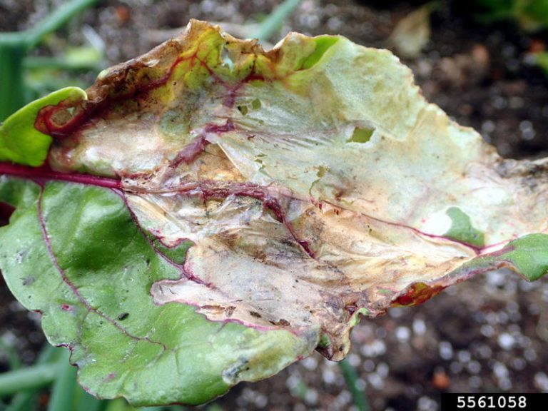 Beet leaf miner damage