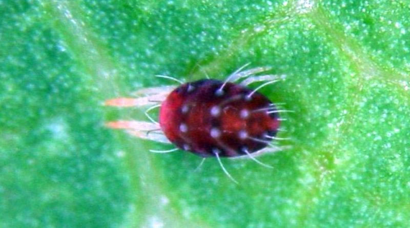 Red-banded thrips