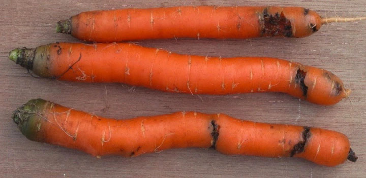 Carrot fly damage