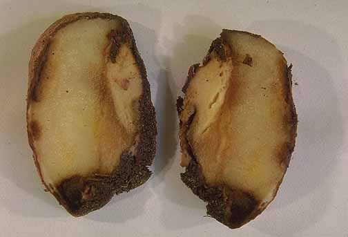 Bacterial soft rot