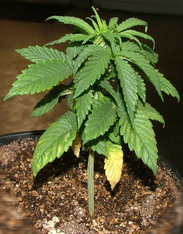 Nitrogen deficiency in a hemp plant