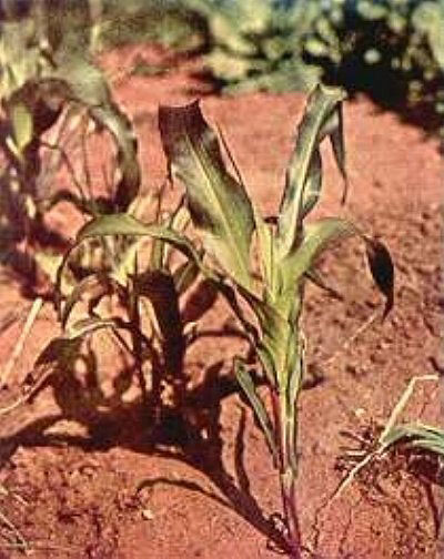 Phosphorus deficiency in corn plant