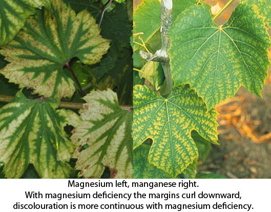 In the above picture, we have manganese deficiency on the right and magnesium deficiency on the left