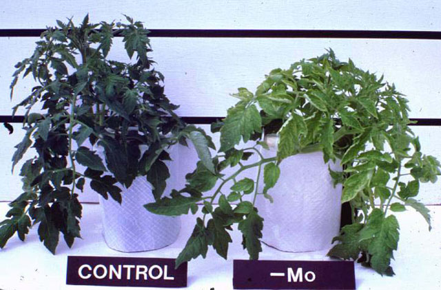 On the left, a tomato plant without molybdenum deficiency, while on the right, a plant with deficiency