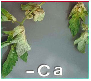 Calcium deficiency in tomato leaves