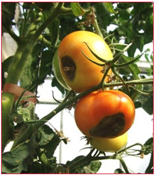 Calcium deficiency in tomato fruits