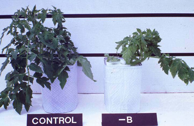 Healthy tomato plant on the left and right with boron deficiency