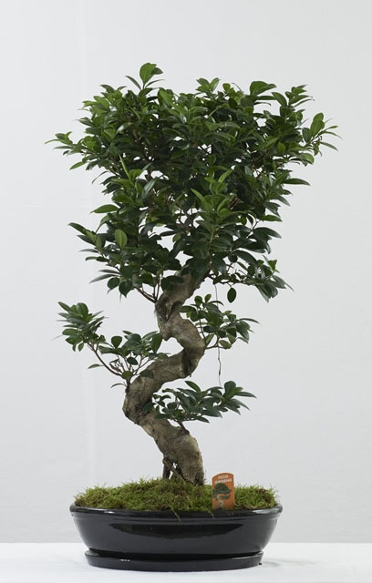 A Bonsai miniature tree