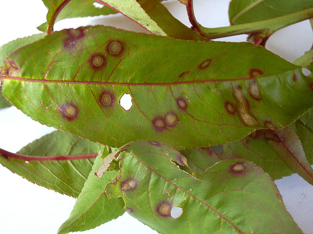 Shot hole disease on leaves