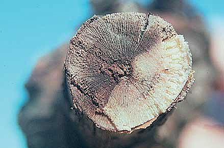 Damage of Eutypa dieback on a vine branch