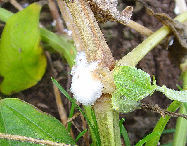 White mold on a bean plant