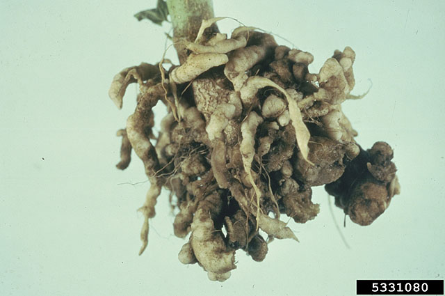 Cabbage clubroot of a broccoli roots