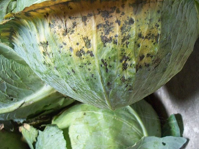 Alternaria leaf spots on a cabbage head