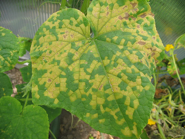 Downy mildew on a zucchini leaf