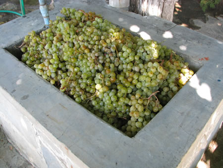 I put the grapes in the crushing trough