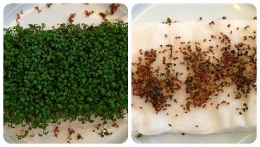 cress seeds near a Wi-Fi router