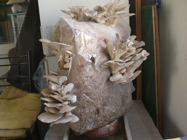 oyster mushroom Pleurotus ostreatus