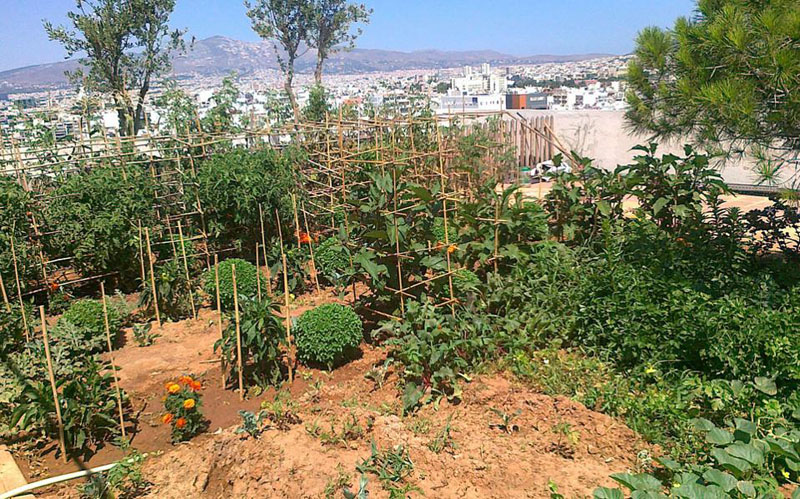 Vegetable garden on a roof in Ampelokipi, Athens, Greece