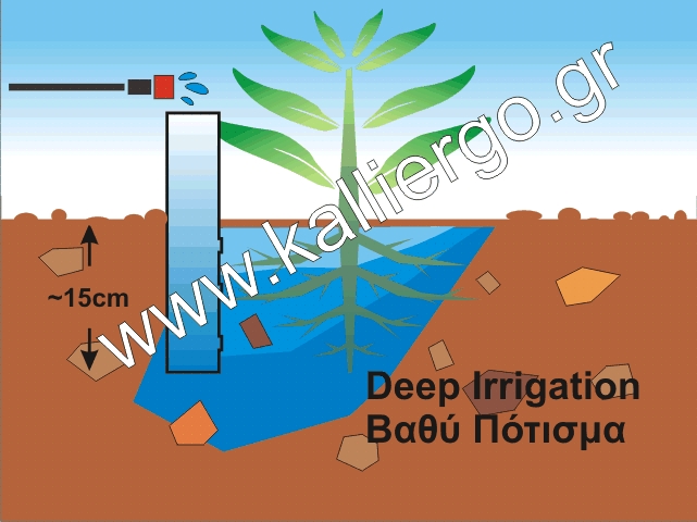 Deep Irrigation. How to water the roots using a pipe inserted into soil