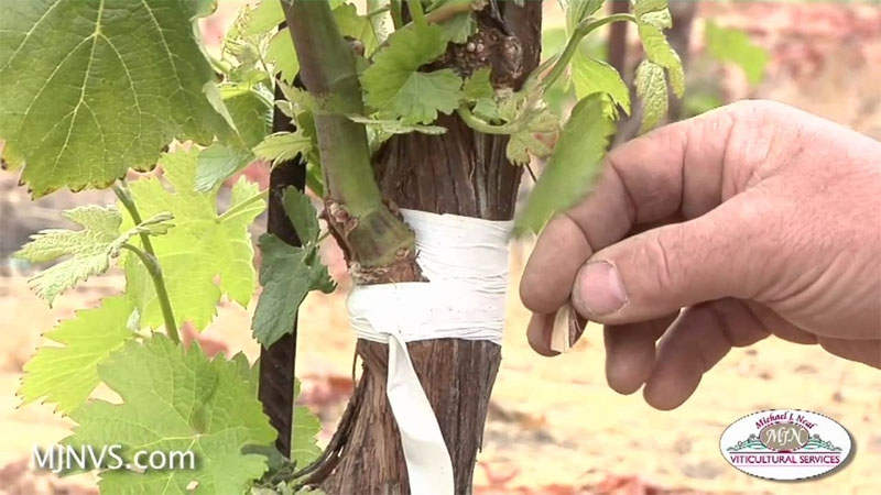 grafting a grapes vineyard