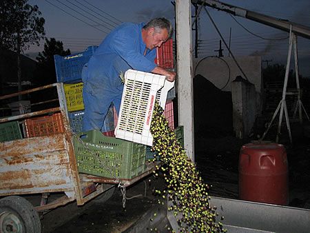 παραγωγός αδειάζει τις ελιές του στη χοάνη παραλαβής