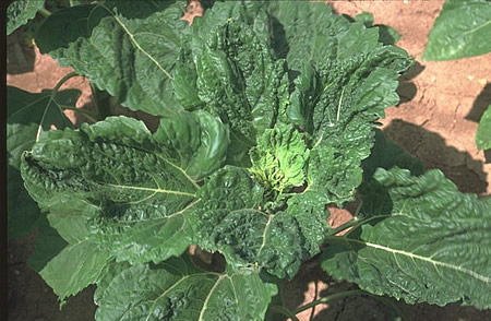 Aphids infestation in okra plant