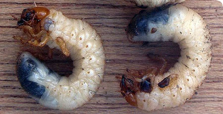 May bug larvae