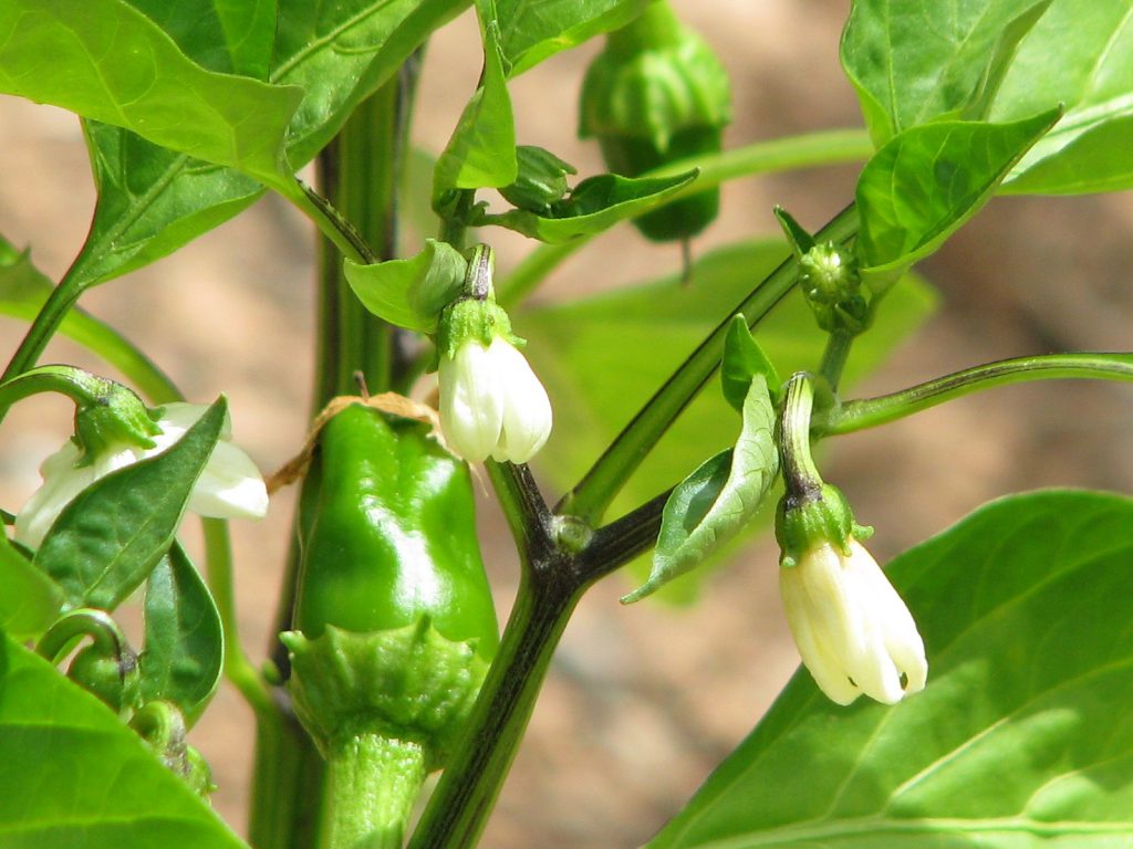 peppers and pepper flowers