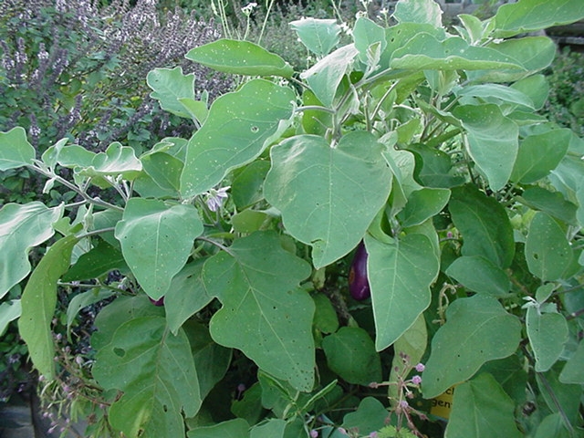 Eggplant (aubergine) plants