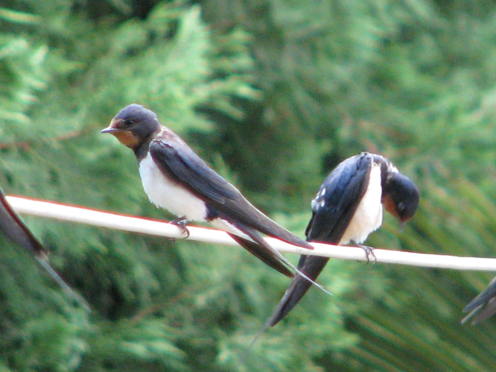 Swallow birds on a wire