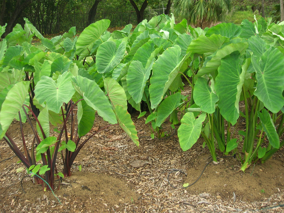 taro plant - kolokasi plant