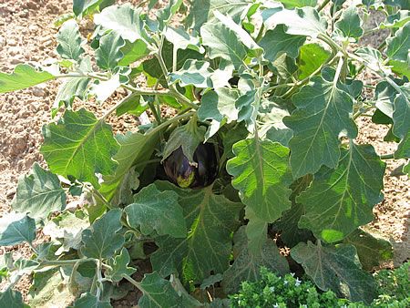 Eggplant plant grown in a garden