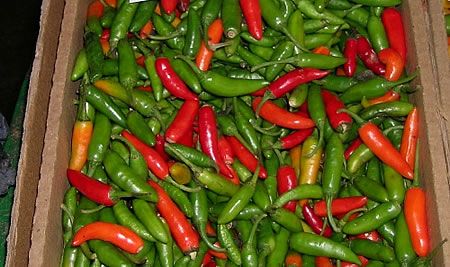 hot peppers, green and red