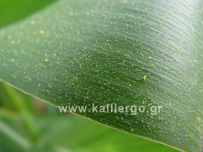 Corn pollen on a corn leaf