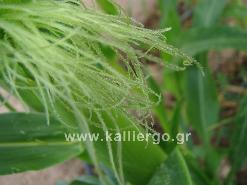 Detail of the female inflorescence (silk) of the corn