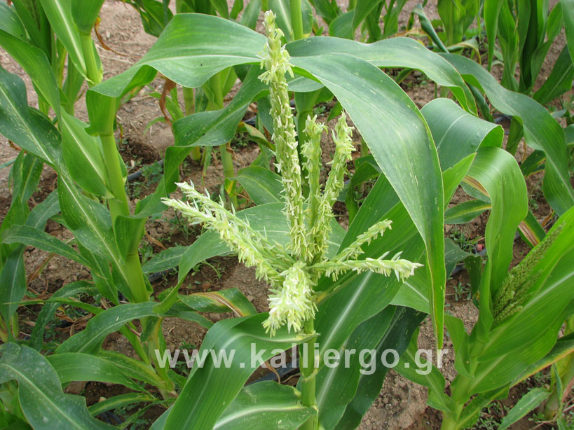 Tessel, the male inflorescence of corn