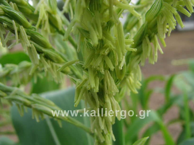 Detail of a tessel, the male inflorescence of corn. The anthers are visible