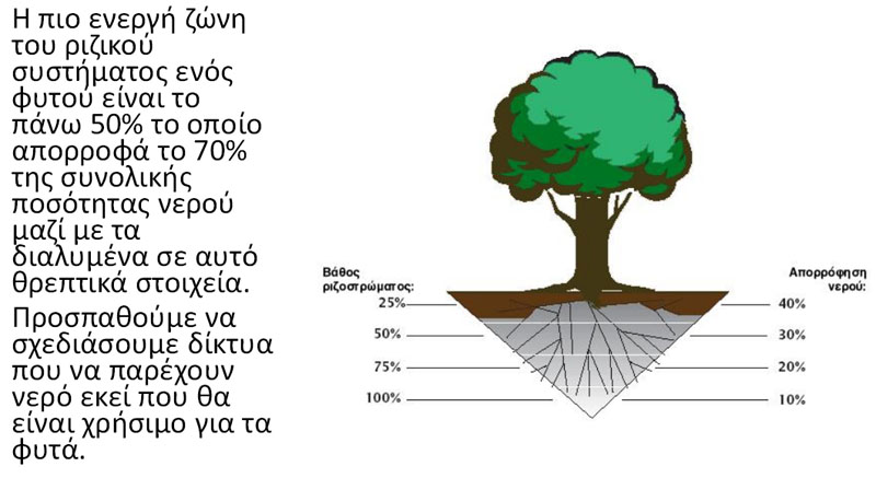 Το 70% της ποσότητας του νερού, απορροφάται από τις ρίζες που βρίσκονται στο 50% του βάθους του ριζικού συστήματος του φυτού