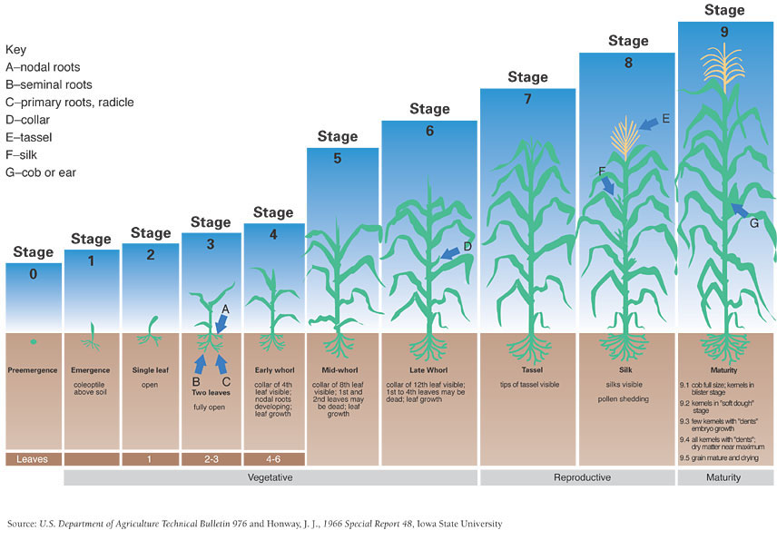 Stages of corn plant growth (vegetative phase)