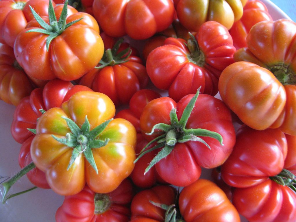 Genuine Santorini's tomatoes