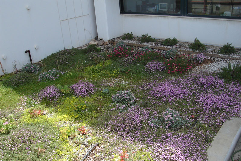 The same roof in spring with the plants in bloom