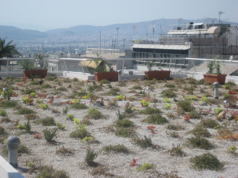 extensive type of green roof