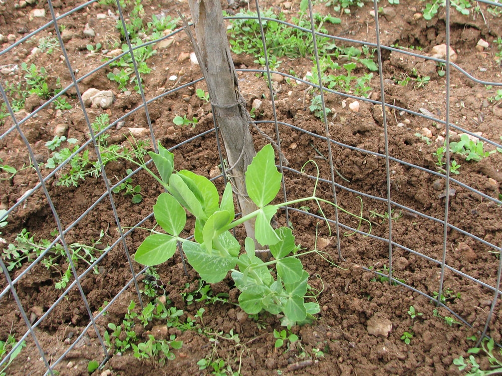 supporting pea plants