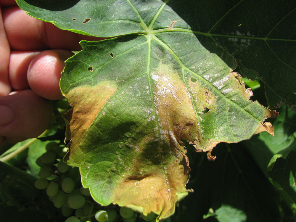 Pierce's disease. Affected leaf on vine