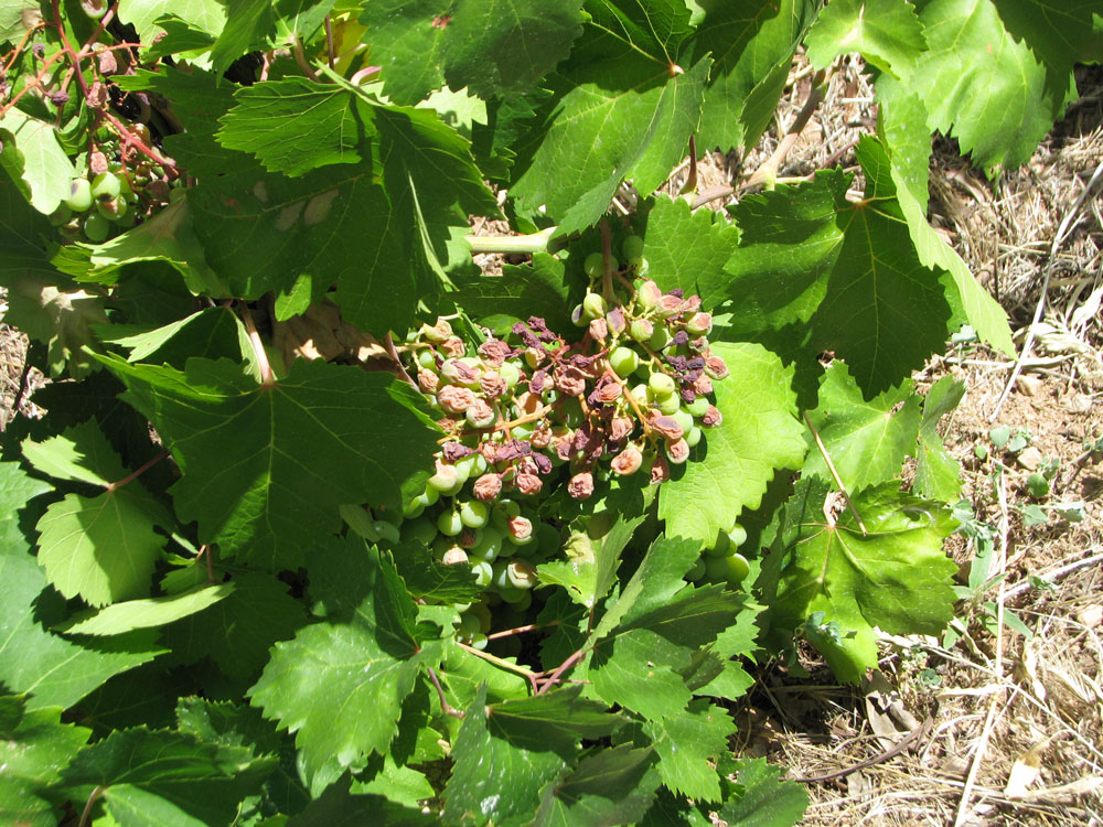 Pierce's disease. Wilted grape bunches on vines
