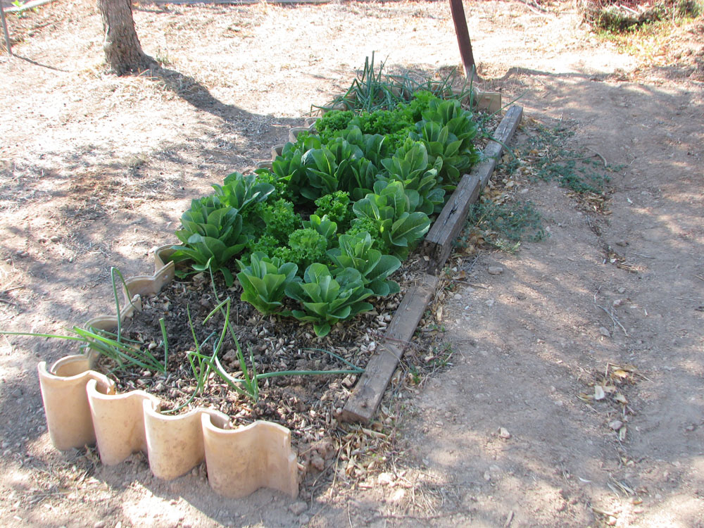 Lettuce, salads and onions growing in the raised bed with wood chips