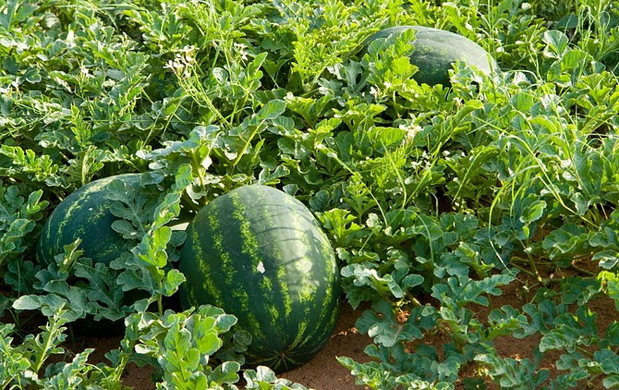 Watermelon plants and fruit