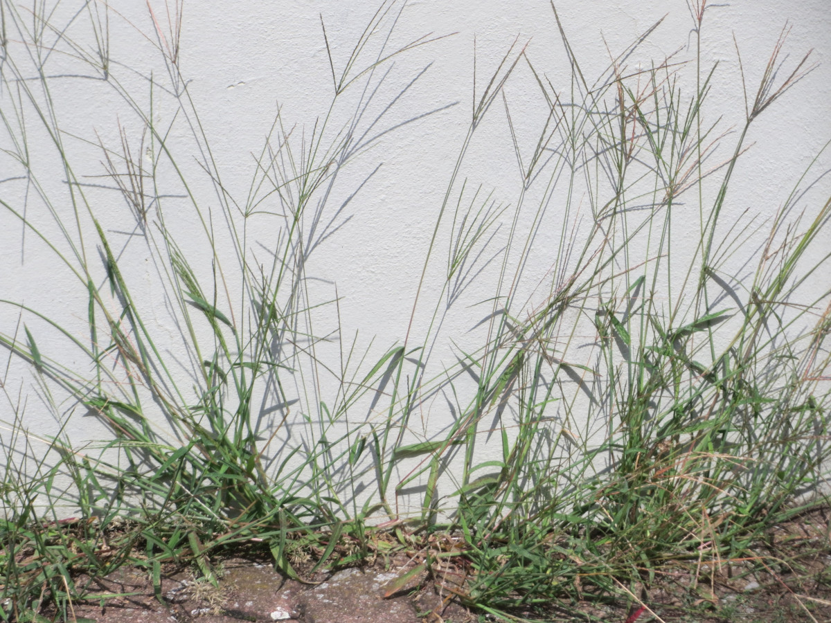 Hairy crabgrass (Digitaria sanguinalis) 02