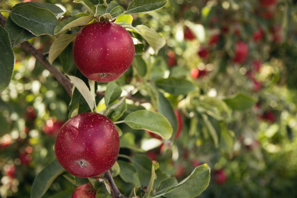 apple tree (jen theodore)